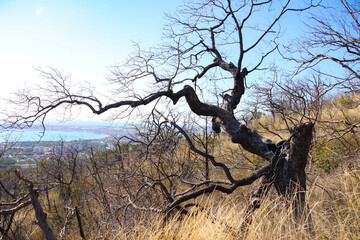 a bare, leafless tree on a mountainside in autumn