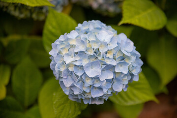 Hortensia bleu