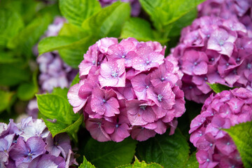 Hortensia rose