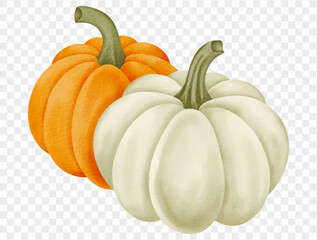 Watercolor pumpkin pair orange and white illustration for fall Thanksgiving. Vector.