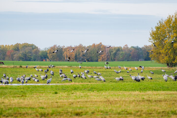Obraz premium Cranes Resting and Flying at a Meadow Pond in Morning Light, Mecklenburg-Western Pomerania