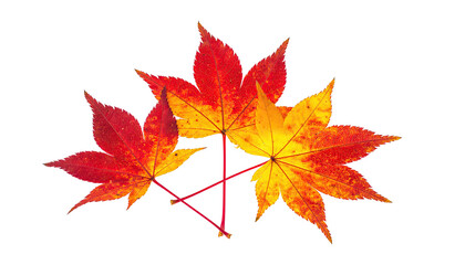Three fall maple leaves display vibrant red, orange, and yellow