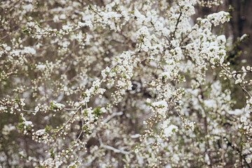 The branches of a tree blooming in spring are covered with snow.