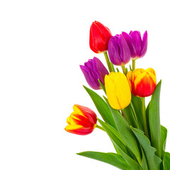 Fototapeta premium Blossoming Tulips Bouquet: A vibrant array of tulips, with bold strokes of red, purple, and yellow, unfolds, offering a symphony of color and freshness.