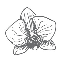 Vector ink drawing of a white orchid. Illustration of a tropical summer flower for wedding invitations and cruise party decorations. Exotic phalaenopsis, botanical line illustration. Engraved effect.