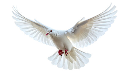 Fototapeta premium White dove flying, wings spread, against a black background