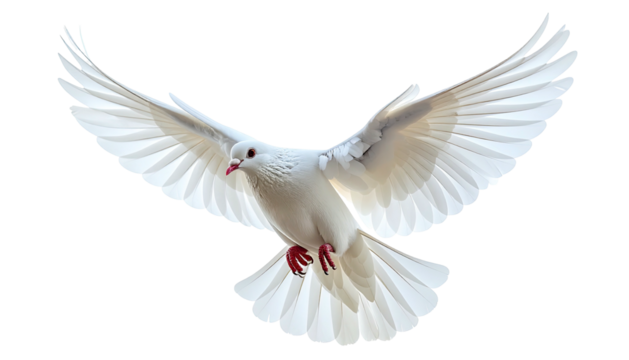 White dove flying, wings spread, against a black background