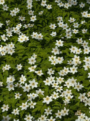 field of anemones