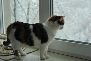 Winter photo of a cat on a windowsill.

