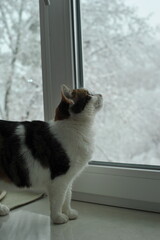 Winter photo of a cat on a windowsill.

