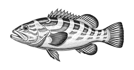 Fototapeta premium Detailed black and white engraving of a grouper fish with fine line art
