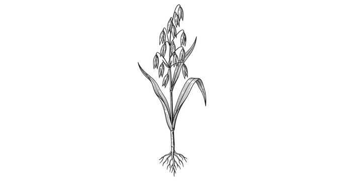 Detailed black and white botanical drawing of an oat plant with roots