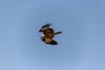 Side View of a Majestic Brahminy Kite