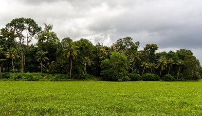 Lush Green Paddy Field Bordered by Tropical Jungle and Coconut Palm Trees