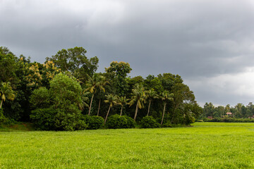 Lush Green Paddy Field Bordered by Tropical Jungle and Coconut Palm Trees