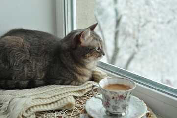 Winter photo of a cat on a windowsill.

