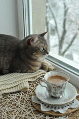 Winter photo of a cat on a windowsill.

