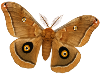 Rare moth isolated
