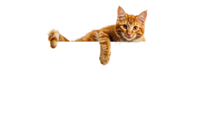 Ginger cat paws over edge, gazing forward