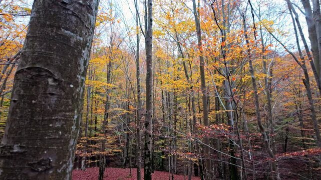Autumn forest with vibrant leaves and a peaceful, serene atmosphere