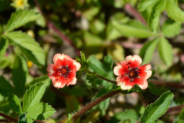 Nepal Cinquefoil flowers - Latin name - Potentilla nepalensis