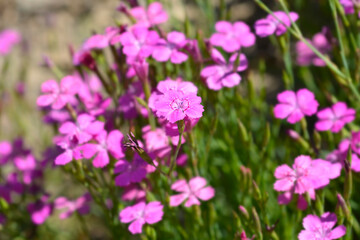 Maiden pink flowers - Latin name - Dianthus deltoides