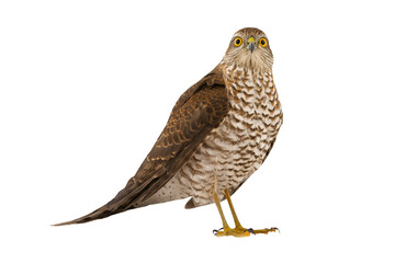 sparrowhawk (accipiter nisus) isolated on white background