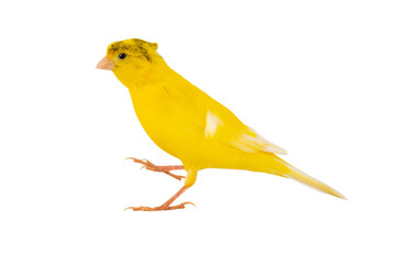 canary isolated on white background