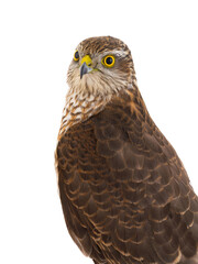 sparrowhawk (accipiter nisus) isolated on white background