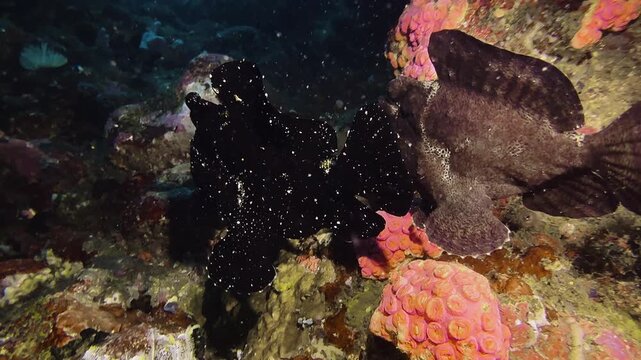 Two Giant frogfish swim one behind the other over a densely overgrown coral reef. One is black, the other brown. They appear to be a male and a female.