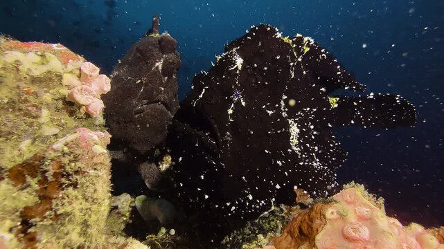 Two Giant frogfish side by side on the top of the coral reef. One is black, the other brown. They appear to be a male and a female. Medium shot showing all body parts.
