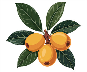 A vibrant illustration of loquat fruit with glossy green leaves