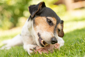 little cute Jack Russell Terrier dog eats a bone with meat and chews outdoor