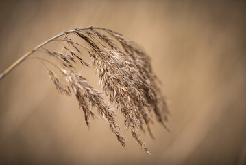 Dry reed before soft brown background © Karoline Thalhofer