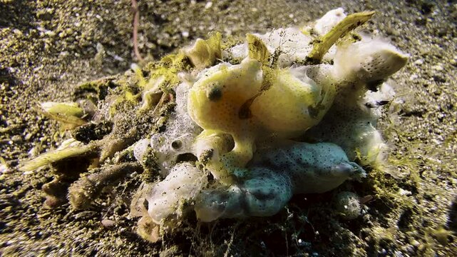 A tiny yellow painted frogfish sits on a piece of coral or sponge on the otherwise sandy seabed. The baby frogfish moves its foot-shaped fins.