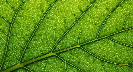 Obraz premium Close up macro view of vibrant green leaf veins and texture