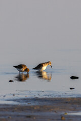 2 Alpenstrandl&auml;ufer auf Nahrungssuche im Naturschutzgebiet Gr&uuml;ner Brink auf Fehmarn