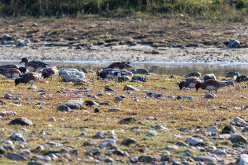 Mehrere Pfeifenten auf bei der Nahrungssuche im Wasservogelreservat