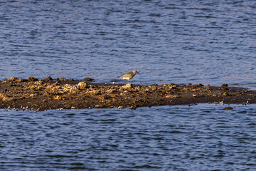 Kiebitzregenpfeifer auf einen von der Sonne angestrahlten, Erdh&uuml;gel
