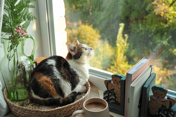 Autumn photo of a cat on a windowsill.
