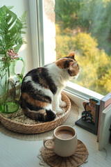 Autumn photo of a cat on a windowsill.
