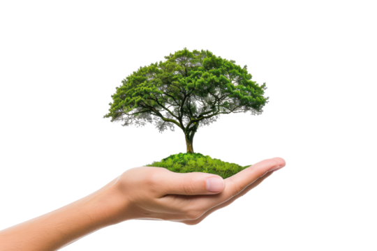 natural eco tree growing from soil in human hand isolated on white or transparent png - Powered by Adobe