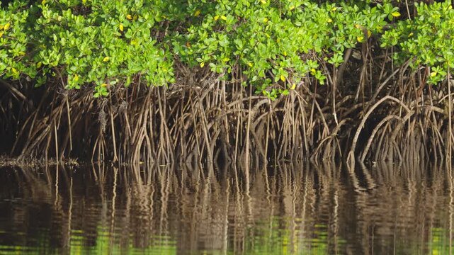 Mangrove Tree Prop Roots in Water