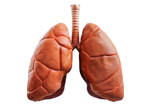 lung 3D isolated on transparent or white background