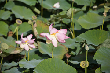 Pink lotus flowers blooming above green pads