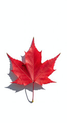 Vibrant red maple leaf isolated on white background with subtle shadow