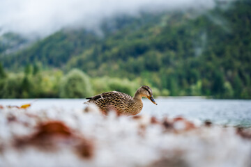 Portrait of a Duck on the Pebble Beach at Lake Bohinj, Slovenia