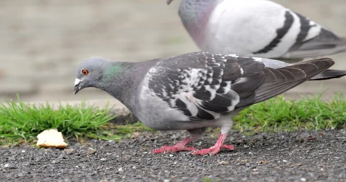 Rock pigeon feeding on bread crumbs on a city street in Antwerp.