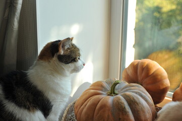 Autumn photo of a cat on a windowsill.
