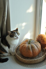 Autumn photo of a cat on a windowsill.
